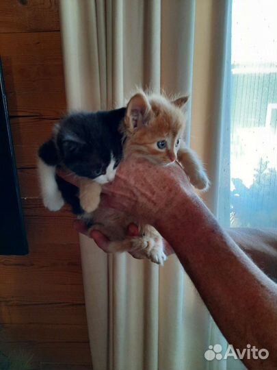 Котята в добрые руки