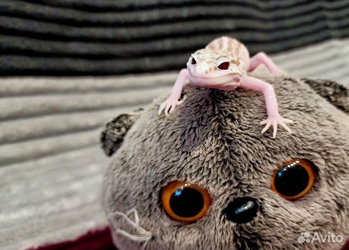 Геккон эублефар