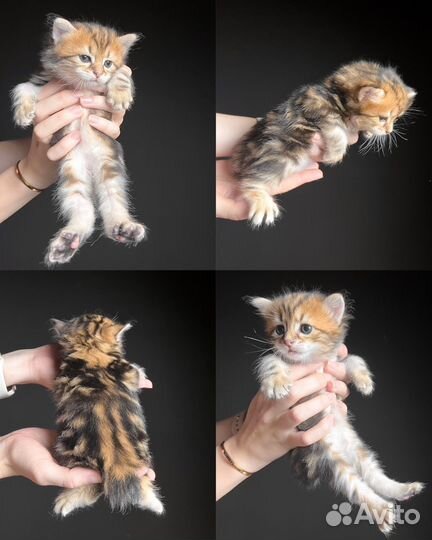 Котята курильского бобтейла золото/браун