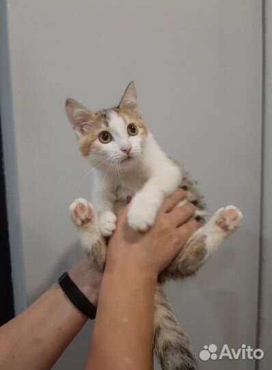 Котенок девочка4.5 мес