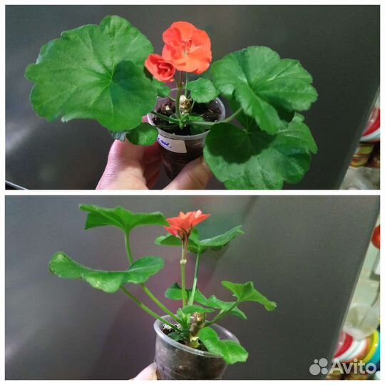 Пеларгония герань