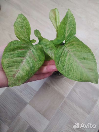 Сингониумы