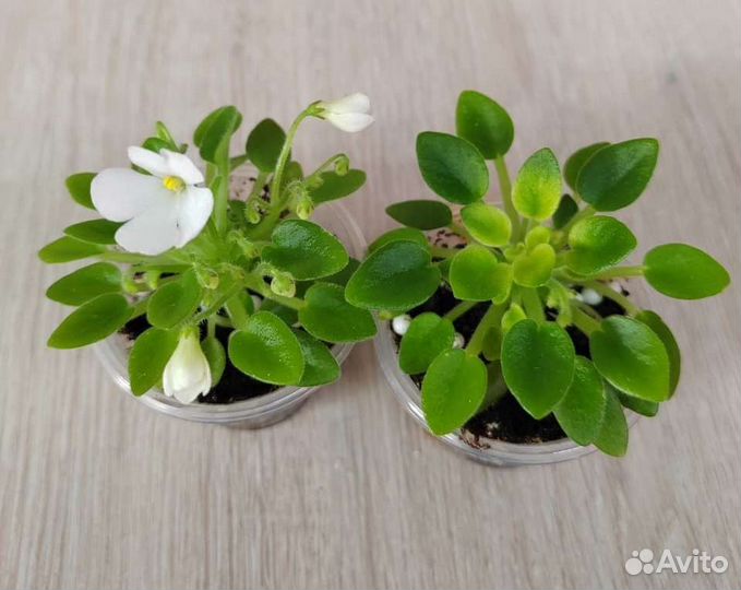 Фиалка Принцесса Лея