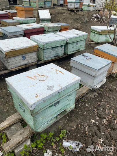 Пчелопакеты и семьи