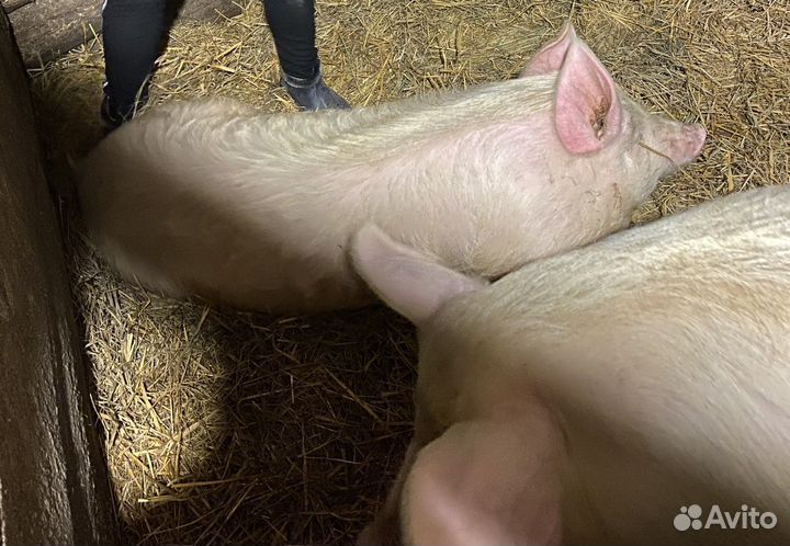 Продам свинью