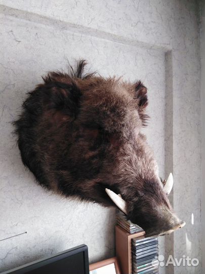 Чучело кабана