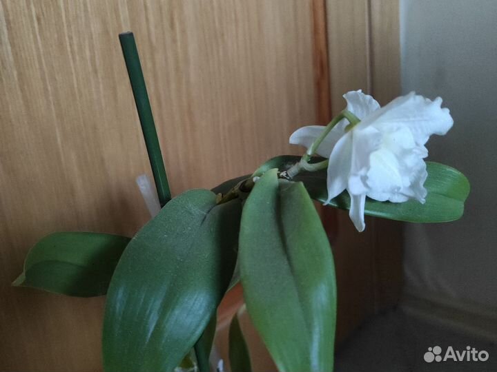 Орхидея дендробиум