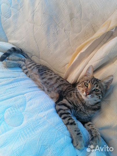 Бенгальский кот