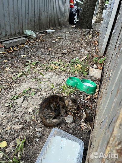 Котята ищут дом