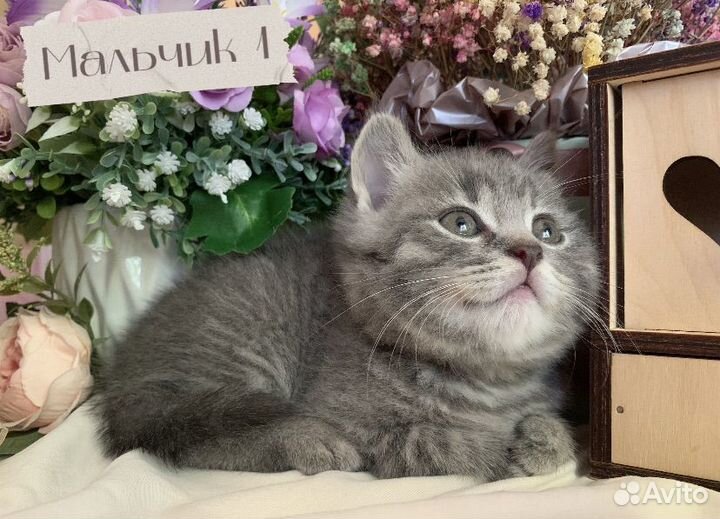 Британские котята