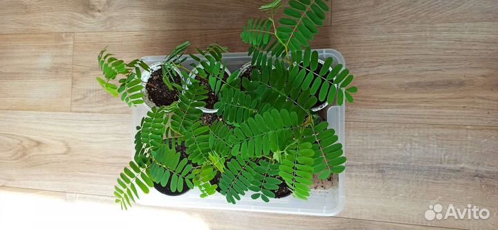 Семена и саженцы тамаринда