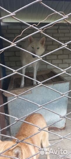 Собаки лайки