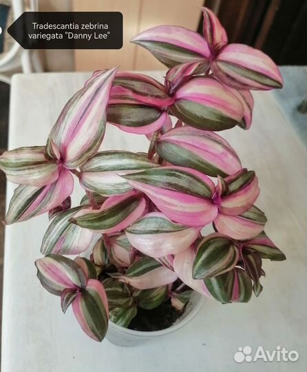 Традесканция зебрина Danny Lee