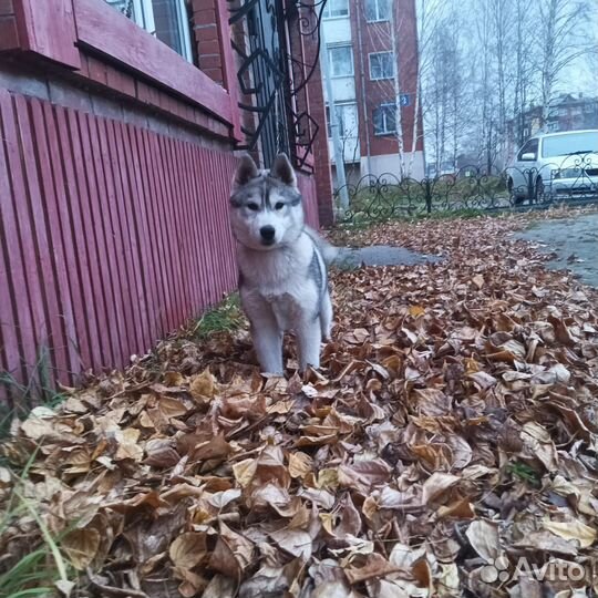 Сибирский хаски вязка