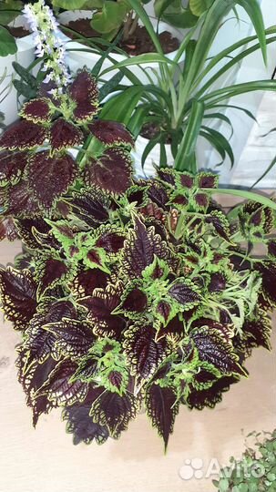 Комнатные растения