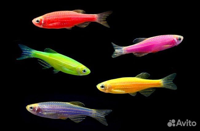 Рыба аквариумная Данео