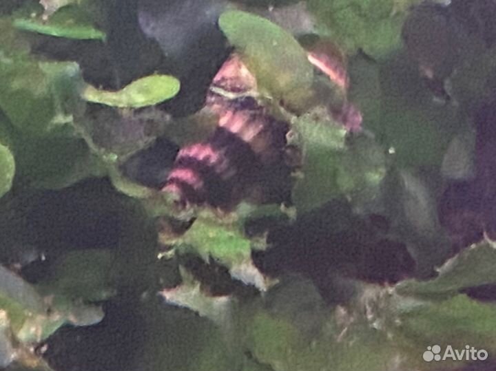 Хищная улитка Хелена 5 штук