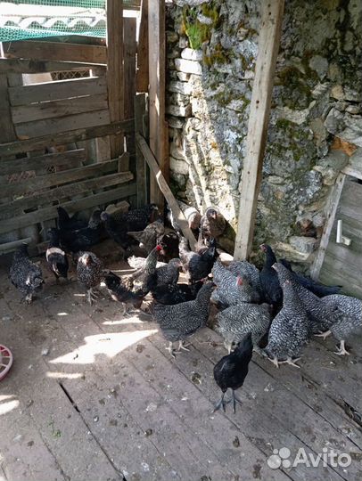 Молодые петушки