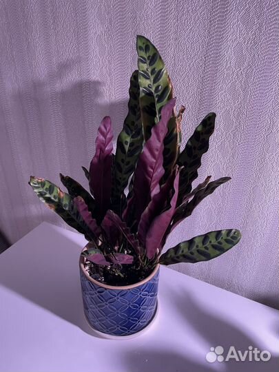 Калатея лансифолия