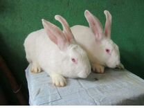 кролики породы паннон. белый великан паннон. белый паннон кролик. панон. белый паннон вес.