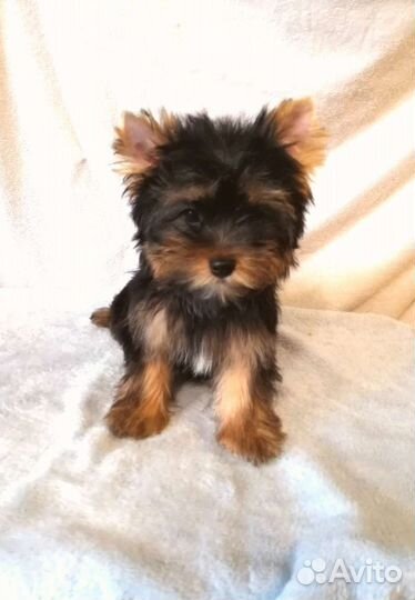 Йоркширский терьер