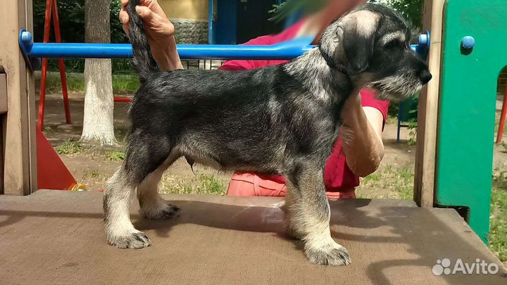 Миттельшнауцер