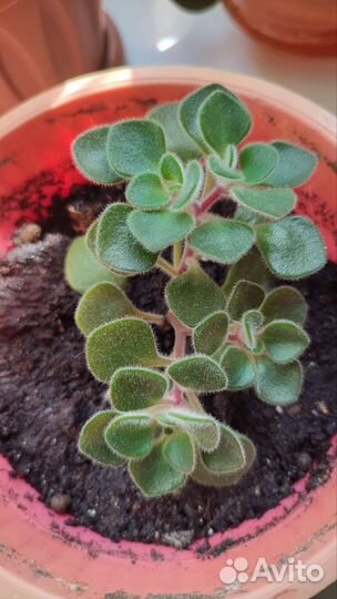 Аихризон (Дерево любви)