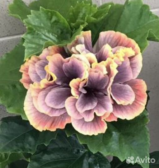 Сортовой гибискус Cristal Ball