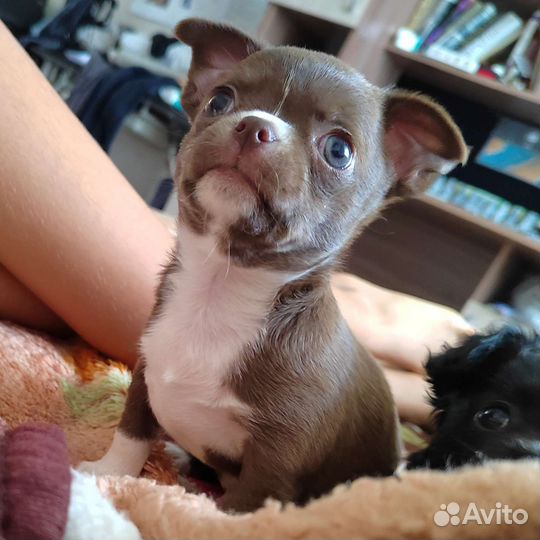 Чихуахуа щенок мальчик РКФ