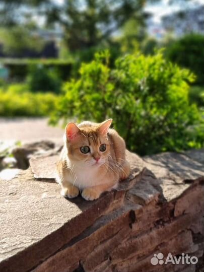 Кошка золотая шиншилла с документами