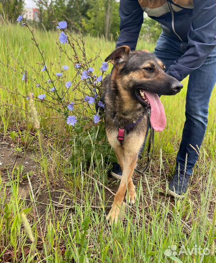 Добрая и игривая собака из приюта в дар