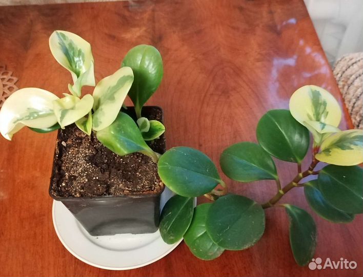 Комнатные цветы Обмен