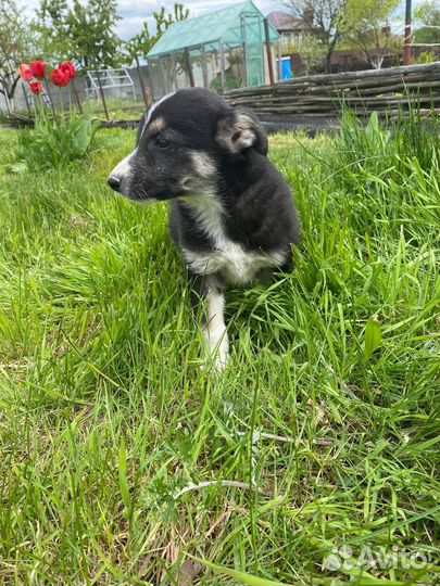 Животные собаки