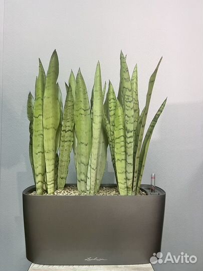 Сансевиерия в кашпо Lechuza