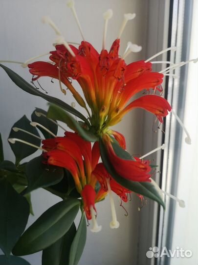 Эсхинантус жар птица