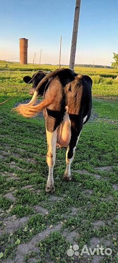 Продам корову