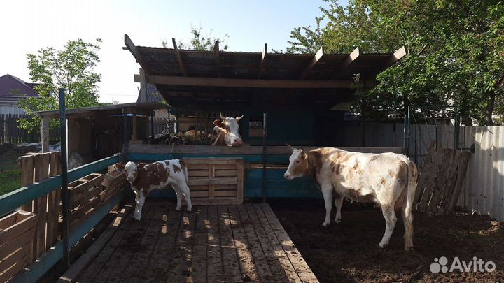 Молоко коровье