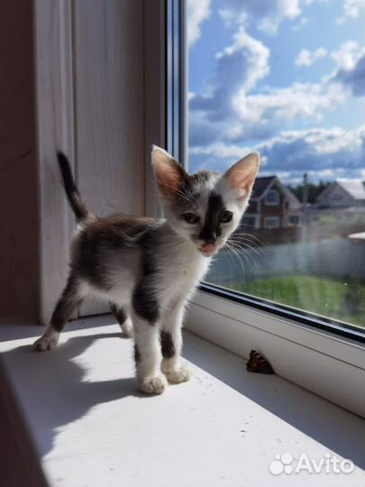 Очаровательные котята в добрые руки бесплатно