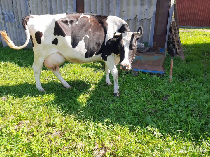 Корова высокоудойная