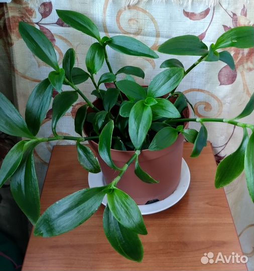 Традесканция