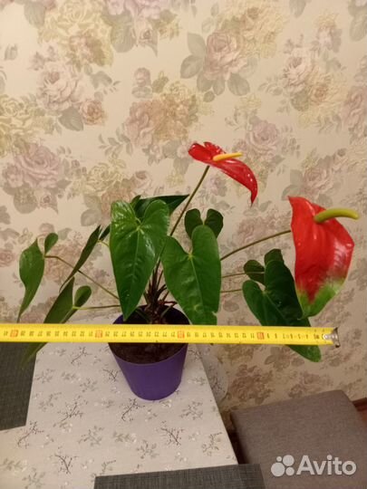 Антуриум цветущий (большое растение)