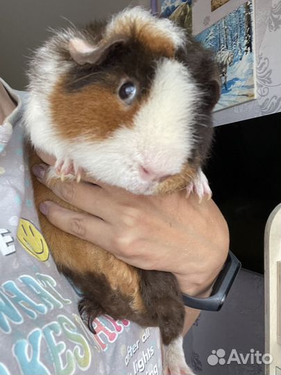 Морские свинки