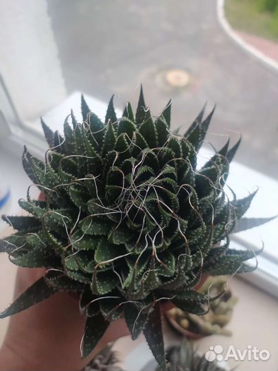 Кактус саженцы, домашний, суккулент