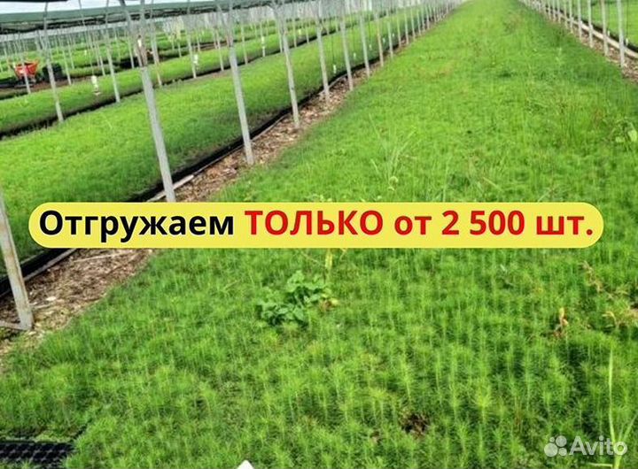 Сеянцы ели европейской зкс