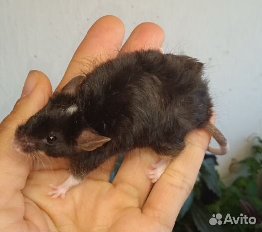 Мыши сатин тан сиамские и голые