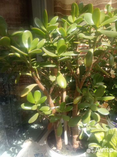 Крассула толстянка