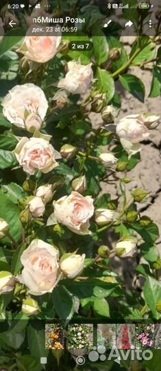 Розы флорибунда 6 сортов