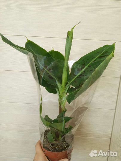 Банан Tropicana