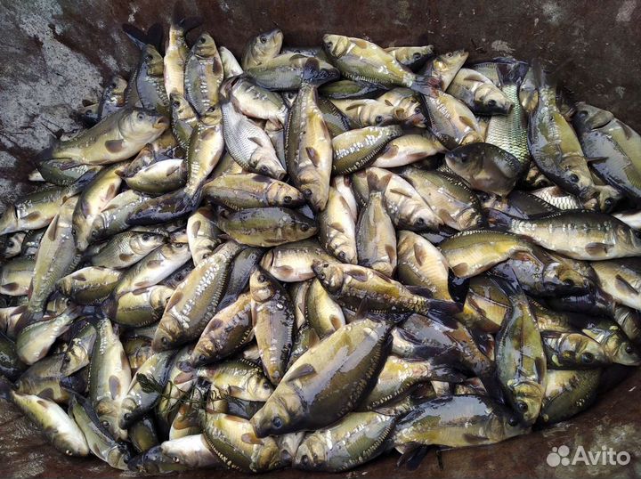 Продам малька карпа