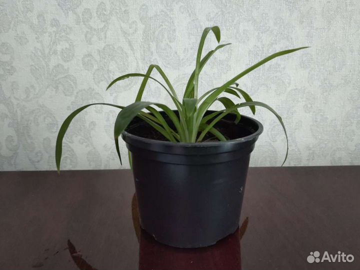 Хлорофитум